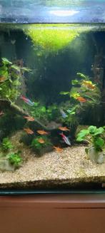 aquarium, Nano cube, 30x30x30 met 19 mooie visjes, Ophalen, Zo goed als nieuw, Gevuld zoetwateraquarium