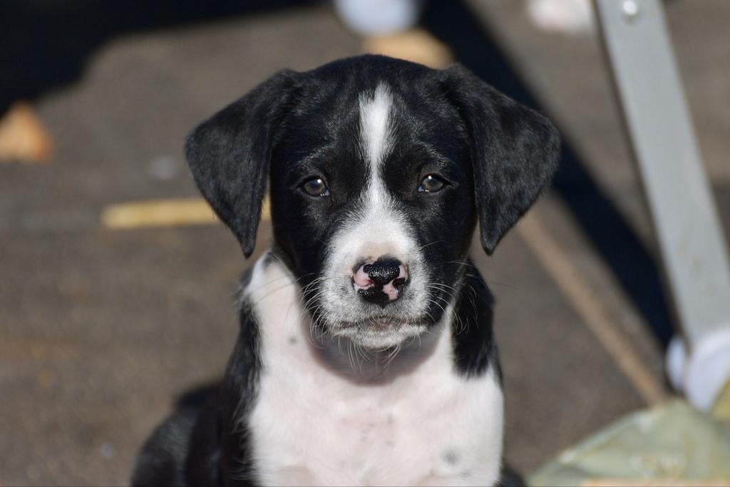 Lieve pups van 5 maart., Meerdere, Meerdere dieren, Middel, Nederland