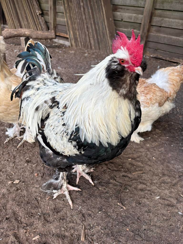 Franse faverolles haan, Dieren en Toebehoren, Pluimvee, Mannelijk, Kip