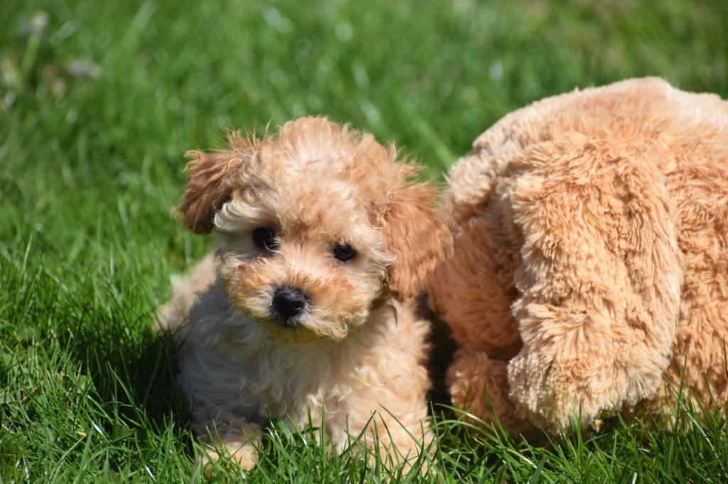 Poedel pups kies hier uw formaat en kleutje, Dieren en Toebehoren, Poedel, 15 weken tot 1 jaar, Buitenland, Parvo