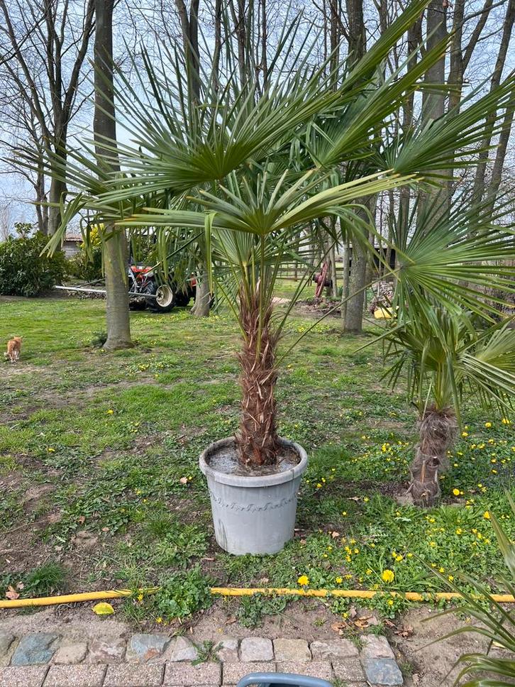 Winterharde palmboom, Tuin en Terras, Planten | Tuinplanten, Overige soorten, Volle zon, Ophalen of Verzenden