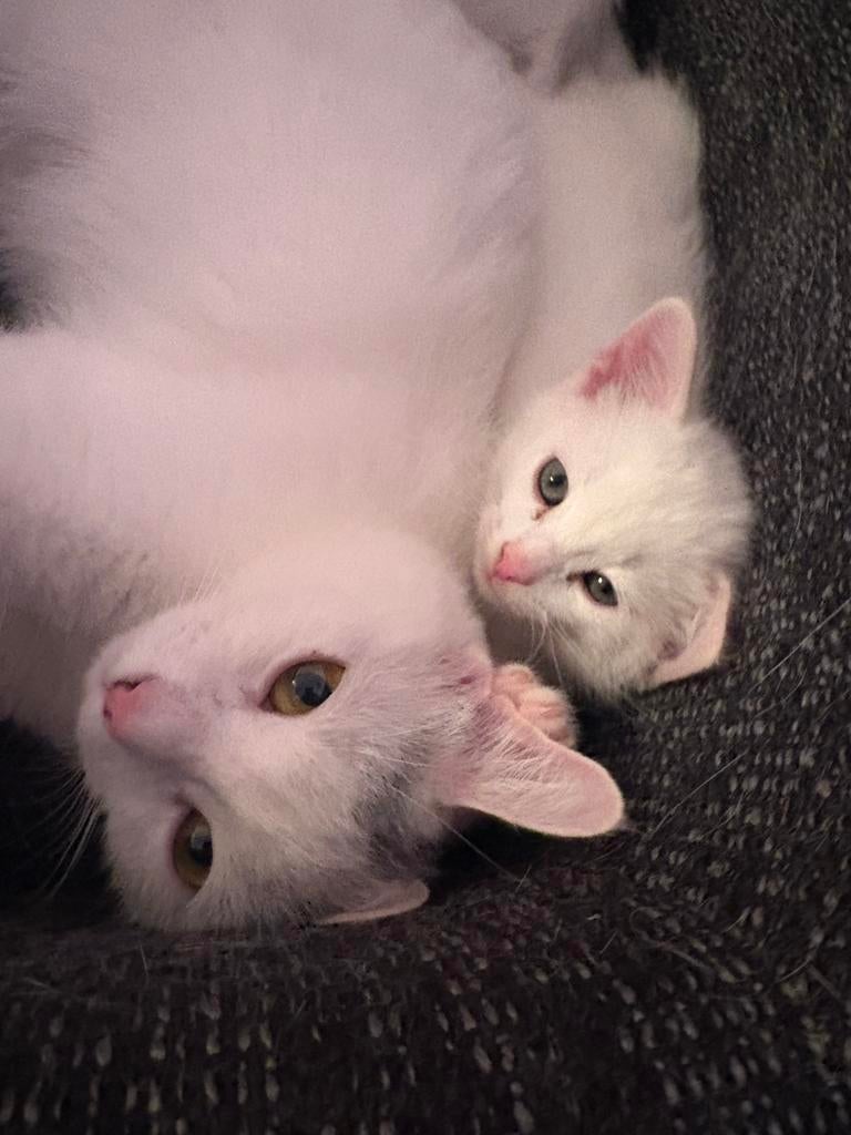 Lieve kittens zoeken een nieuw thuis, Dieren en Toebehoren, Kater, Ontwormd, 0 tot 2 jaar