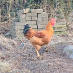 Jonge haan New Hampshire, Dieren en Toebehoren, Pluimvee, Mannelijk, Kip