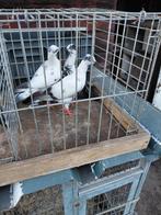 Wenertuimelaar, Meerdere dieren