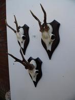 3 ree geweien (27) , samen voor 25 euro, Ophalen of Verzenden, Gebruikt, Wild dier, Gewei of Kop