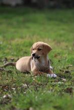 Prachtige Shiba Inu x Beagle pups, Overige rassen, 8 tot 15 weken, Parvo, Meerdere