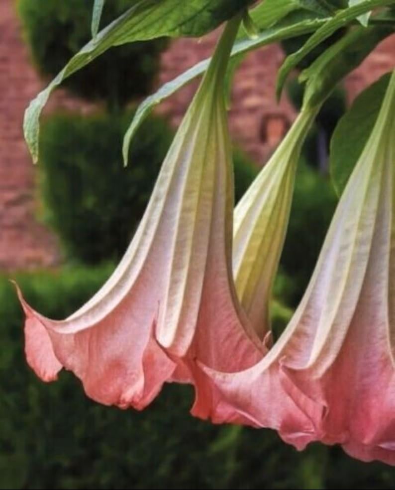 Brugmansia rose, Tuin en Terras, Volle zon, Vaste plant, Zomer, Ophalen