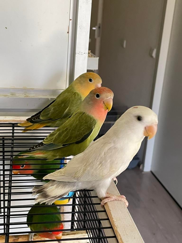 Prachtige Handtamme en Lieve Gezonde Agapornis Dwergpapegaai, Meerdere dieren, Dwergpapegaai of Agapornis, Tam