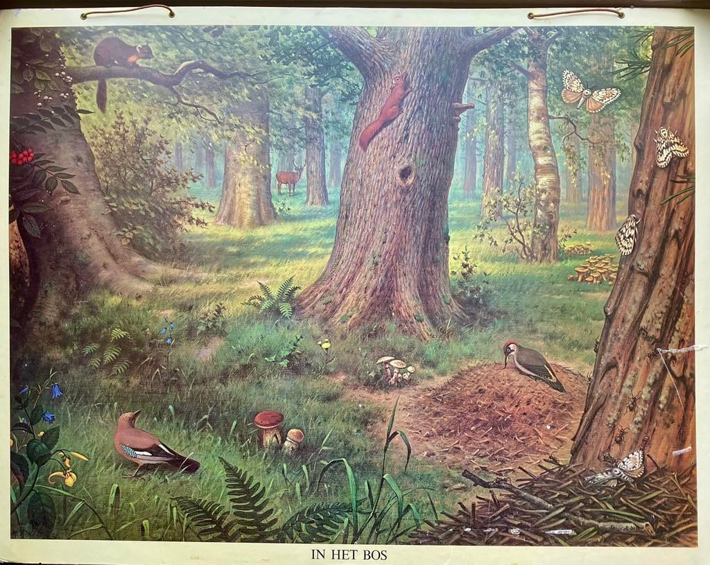 3 vintage schoolplaten, Antiek en Kunst, Antiek | Schoolplaten, Ophalen, Natuur en Biologie