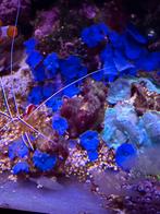 Blauwe oren en ander koraal, Overige typen