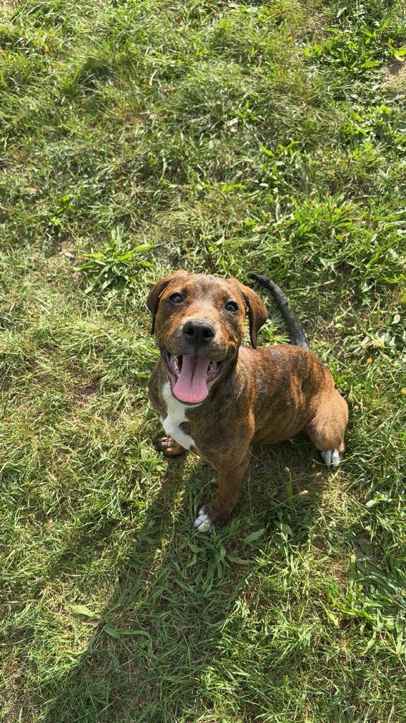 Rottweiler X pitbull puppy, Dieren en Toebehoren, Honden | Bulldogs, Pinschers en Molossers, Teef, Rottweiler, Particulier, Eén hond