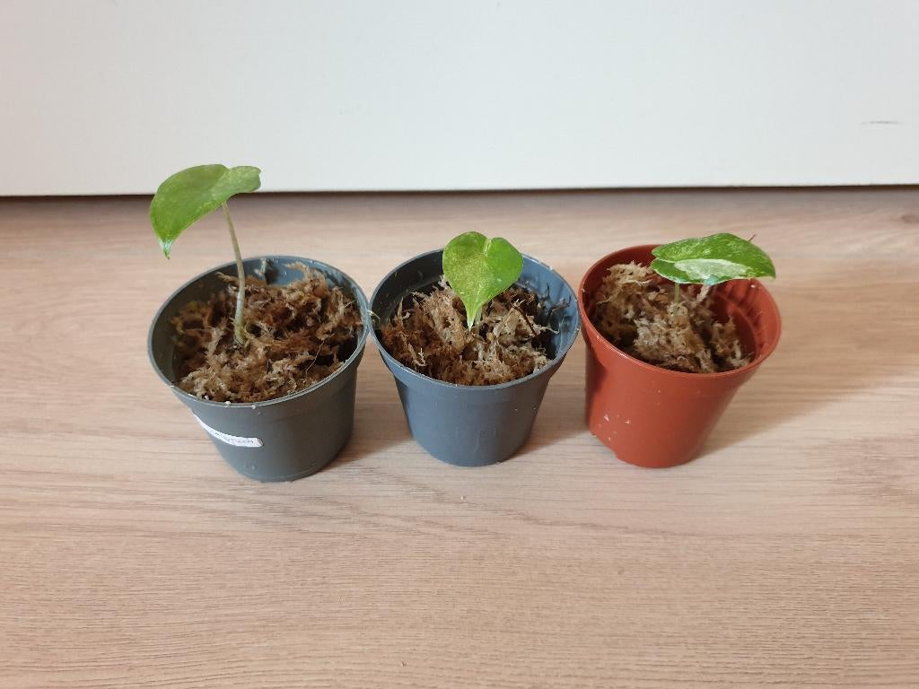 Baby alocasia Macrorrhiza variegata, rare kamerplantjes, Huis en Inrichting, Overige soorten, In pot, Minder dan 100 cm, Groene kamerplant