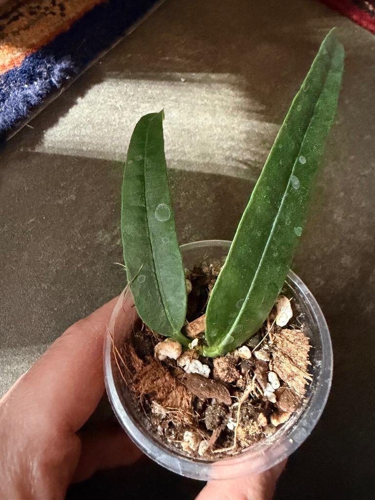 Hoya platycaulis, Huis en Inrichting, Kamerplanten, Verzenden, Halfschaduw, Minder dan 100 cm