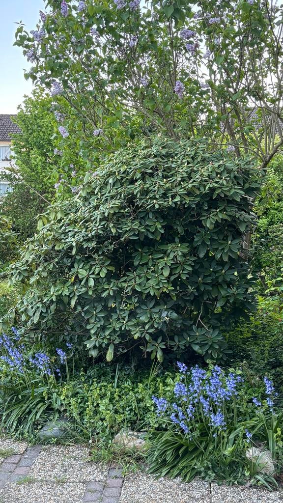 Rhododendron, Ophalen, Overige soorten, Volle zon