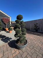 Te koop: Japanse bonsai Ilex crenata 1,30 /1,40 m/1,60-200m, Bloeit niet, Halfschaduw, Overige soorten, Minder dan 100 cm