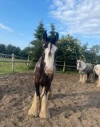 Lieve Tinker ruin, Ophalen, Zo goed als nieuw, Dressuur