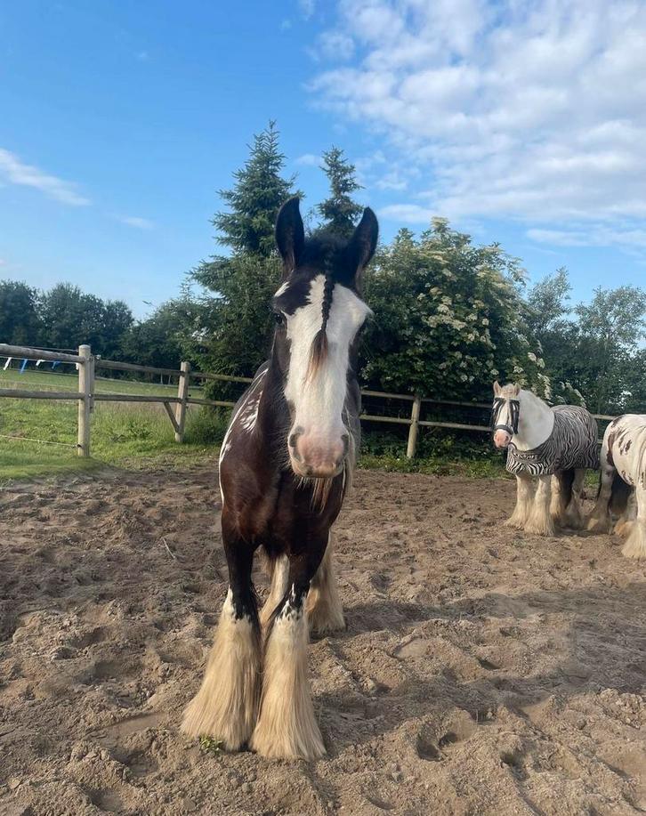 Lieve Tinker ruin, Dieren en Toebehoren, Paarden en Pony's | Hoofdstellen en Tuigage, Zo goed als nieuw, Dressuur, Ophalen
