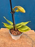 Orchidee Paphiopedilum p9 (29), Ophalen of Verzenden, Halfschaduw, Minder dan 100 cm