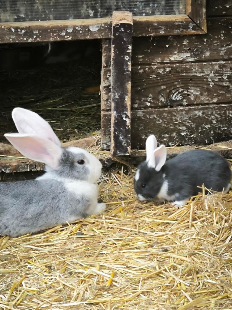Duitse reuzen, Dieren en Toebehoren, Mannelijk, Groot