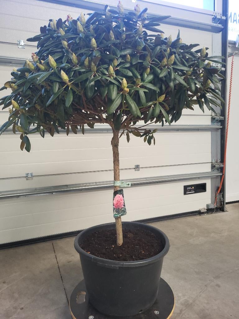 Rhododendron Y Kalinka op stam, Ophalen, Lente, Overige soorten, Halfschaduw