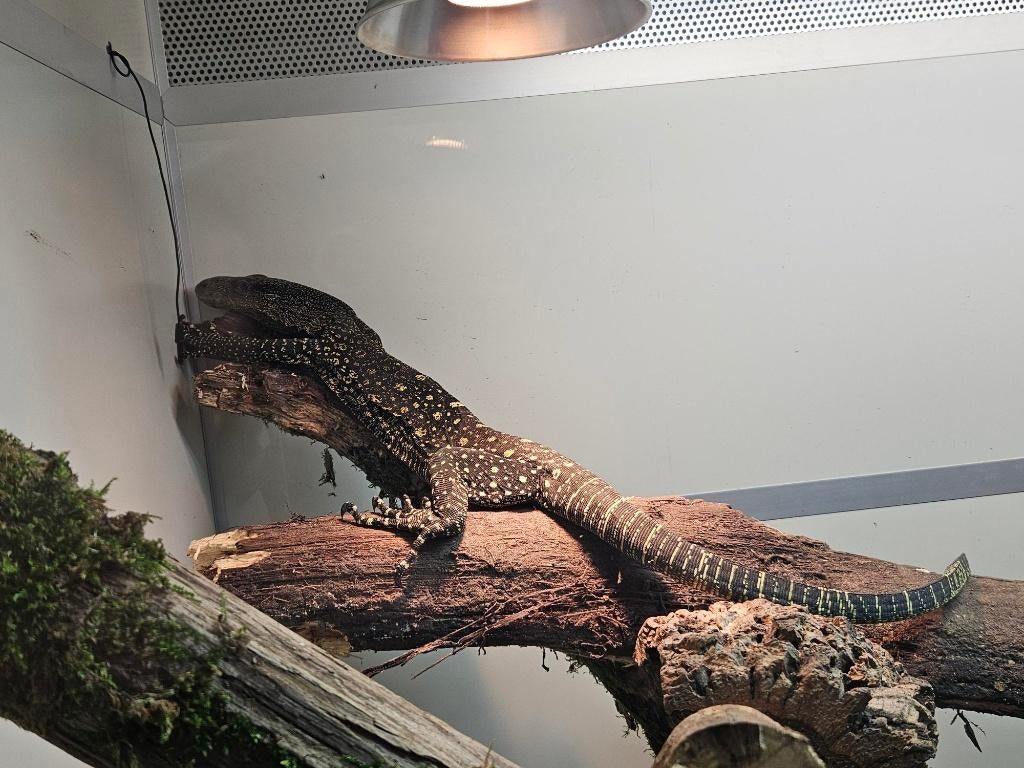 Varanus salvadorii Nommé varan crocodile, Hagedis, 3 tot 6 jaar