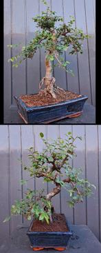 2 Bonsai Ulmus Parvifolia- Chinese Iep- 37 cm Hoog, In pot, Minder dan 100 cm, Bonsai, Groene kamerplant