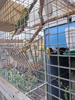 Grasparkieten, Meerdere dieren, Parkiet