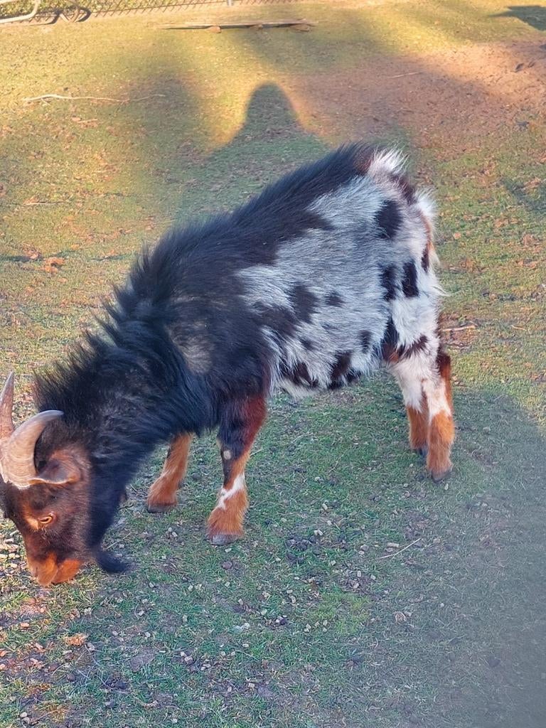 Geiten bok te koop, Dieren en Toebehoren, Mannelijk, Geit