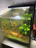 Superfish qubic 30 met groep oranje garnalen, Ophalen, Gevuld zoetwateraquarium