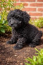 Toy poedel x keeshond, Dieren en Toebehoren, Poedel, Parvo, 8 tot 15 weken, Meerdere