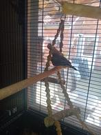 Zebravinken, Meerdere dieren