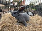 Blauwe en Albino Vlaamse Reuzen, Dieren en Toebehoren, Konijnen, Mannelijk, Groot