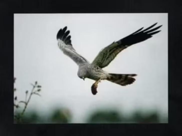 Blijham Grauwe Kiekendief Roofvogel met Veldmuis., Ophalen of Verzenden, 1980 tot heden, Ongelopen, Vogel