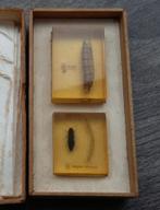 Om 1950-1960 Lesmateriaal Insekt Biologie Les Landbouwschool, Ophalen of Verzenden, Gebruikt, Insect, Overige typen