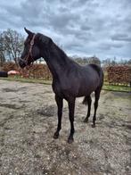 Prachtige KWPN Merrie voor de Dressuursport, geboren in 2024, Merrie, Met stamboom, Dressuurpaard, 0 tot 2 jaar