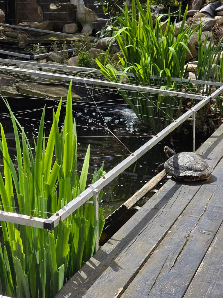 Gezocht: waterschildpadden., Dieren en Toebehoren, 0 tot 2 jaar