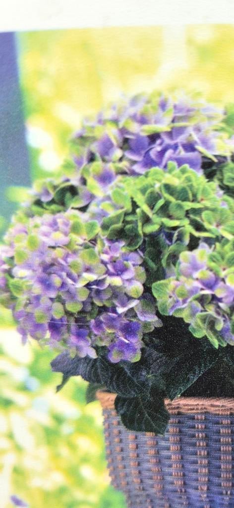 Hortensia's exclusieve grote soorten, Ophalen, Halfschaduw