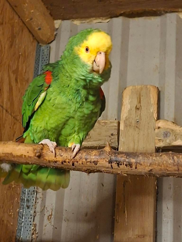 Amazone oratrix man, Dieren en Toebehoren, Mannelijk, Papegaai, Geringd