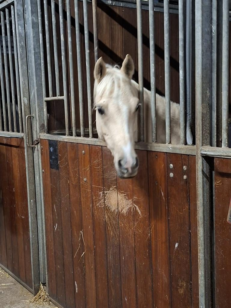PONY GEZOCHT!, Dieren en Toebehoren, Stalling en Weidegang