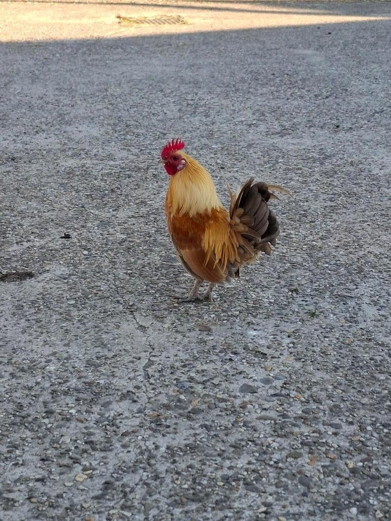 Mooi krielhaantje, Dieren en Toebehoren, Pluimvee, Mannelijk, Kip