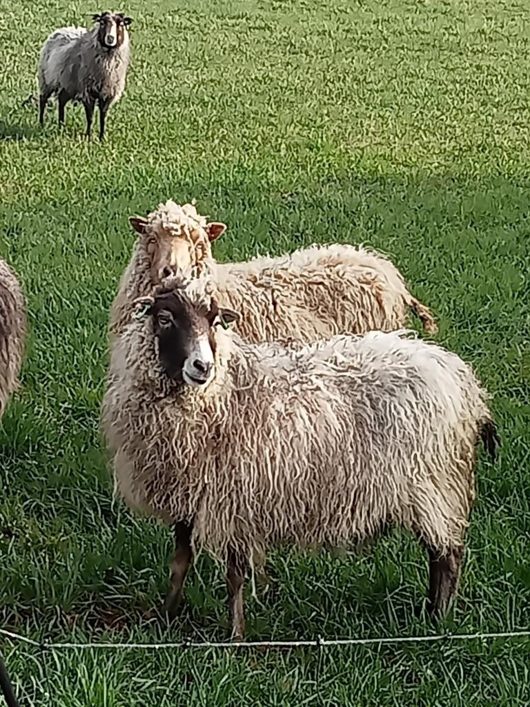 Skudde schapen, Dieren en Toebehoren, Schapen, Geiten en Varkens, Vrouwelijk, Schaap
