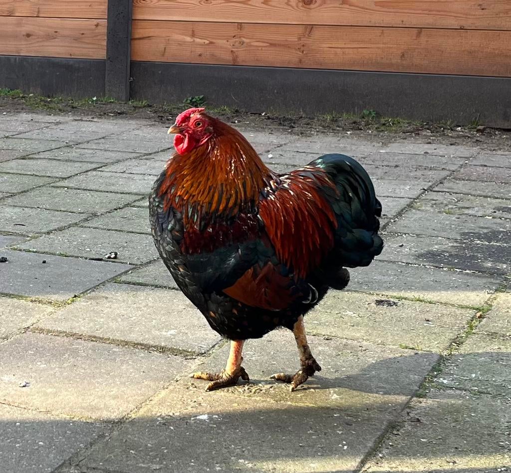 Wyandotte kriel haan (2x), Dieren en Toebehoren, Pluimvee, Mannelijk, Kip