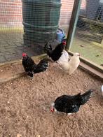 Watermaalse baardkrielen, Dieren en Toebehoren, Pluimvee, Mannelijk, Kip