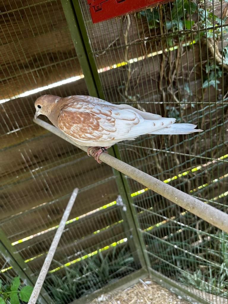 TT kwaliteit phaeo lachduifjes 2026, Geslacht onbekend, Tortelduif