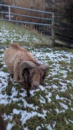 Ouessant ram, Mannelijk, Schaap, 3 tot 5 jaar