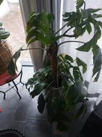 Stekjes epipremnum pinnatum variegata, Huis en Inrichting, Kamerplanten, Ophalen of Verzenden, Halfschaduw, Minder dan 100 cm