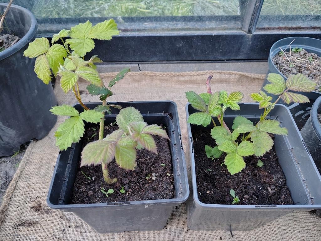 Twee bramenplanten in pot, Ophalen, Vaste plant, Fruitplanten, Volle zon