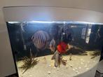 aquarium met discusvissen, Dieren en Toebehoren, Vissen | Aquaria en Toebehoren, Ophalen of Verzenden, Zo goed als nieuw, Gevuld zoetwateraquarium