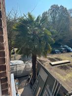 Palmboom - 6m hoog, Zomer, Palmboom, 400 cm of meer, Ophalen