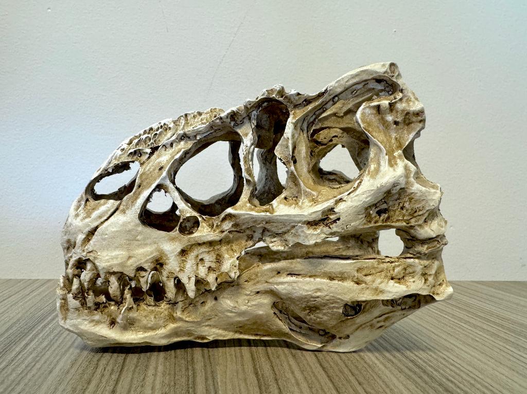 Prachtig Yangchuanosaurus Schedel (20 Centimeter Lang), Verzamelen, Ophalen of Verzenden, Nieuw, Dier